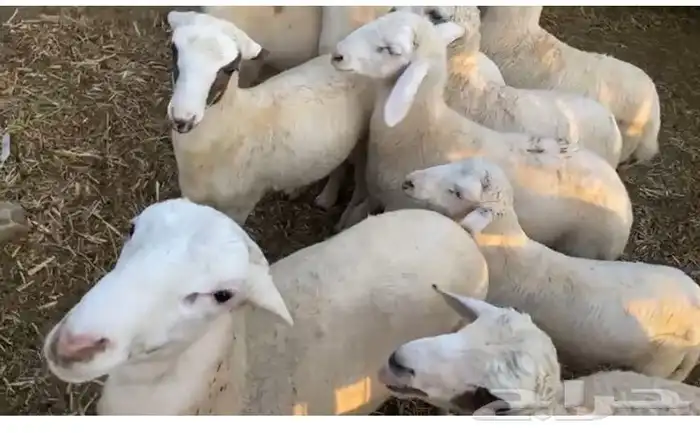 خرفان لباني سمينه 1