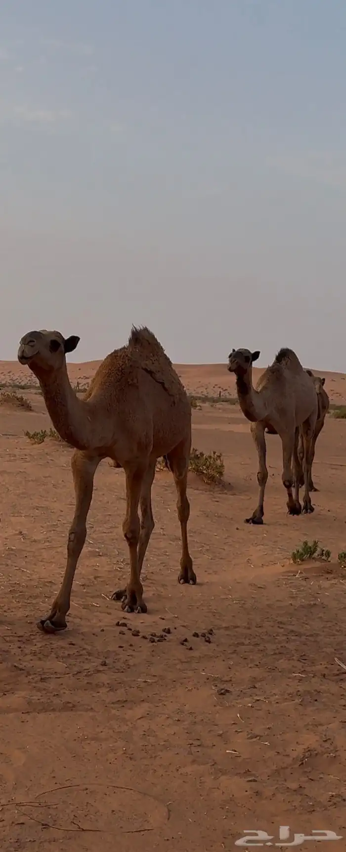 بكره شعلا 1
