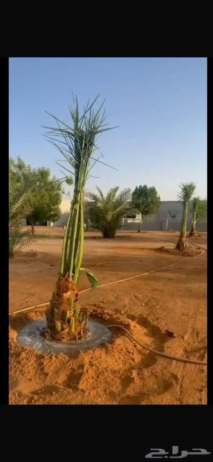 مزرعة للبيع في الخرج العفجة 0