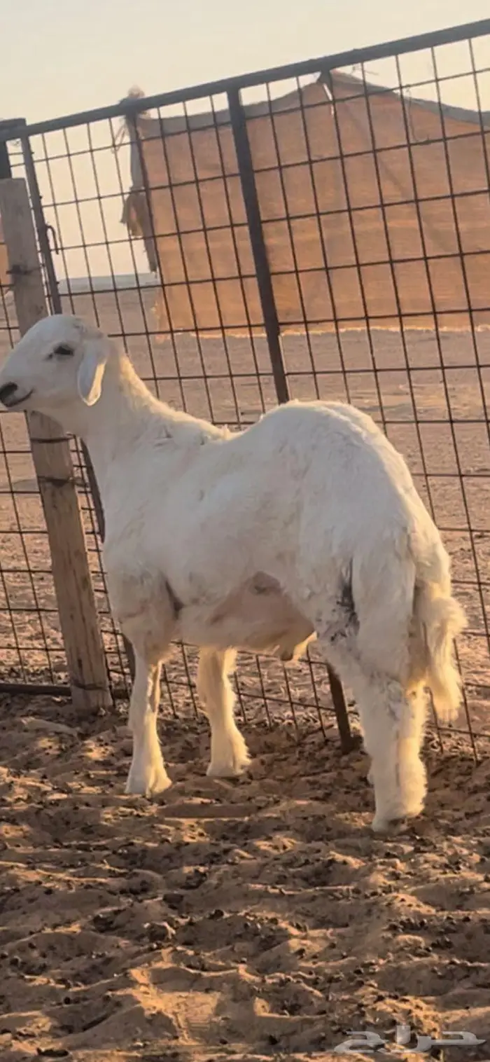 طلي حري مشروع فحل 0