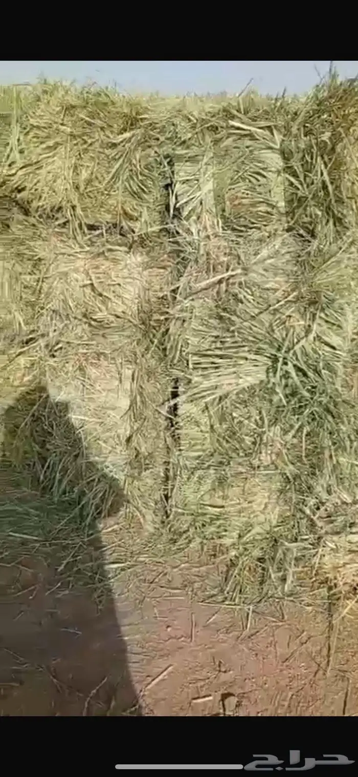 علف بوناكم للبيع 3