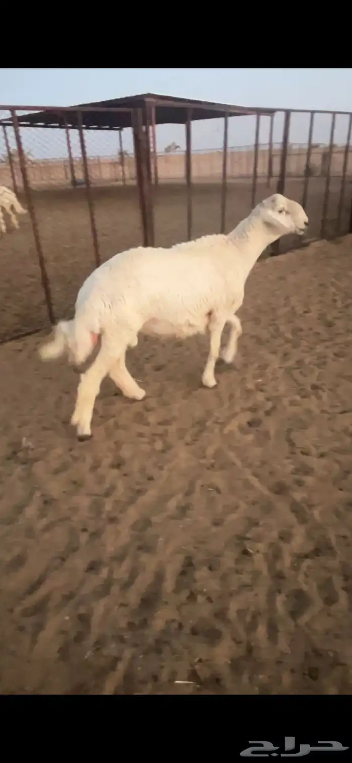 مشروع فحل حري فاخر عمره 7 شهور 1