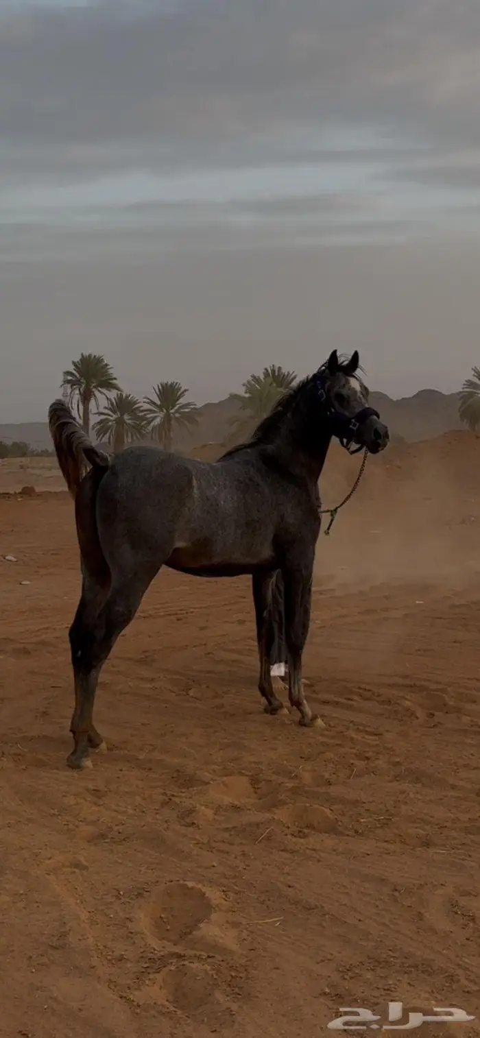 حصان شعبي شيخ 1