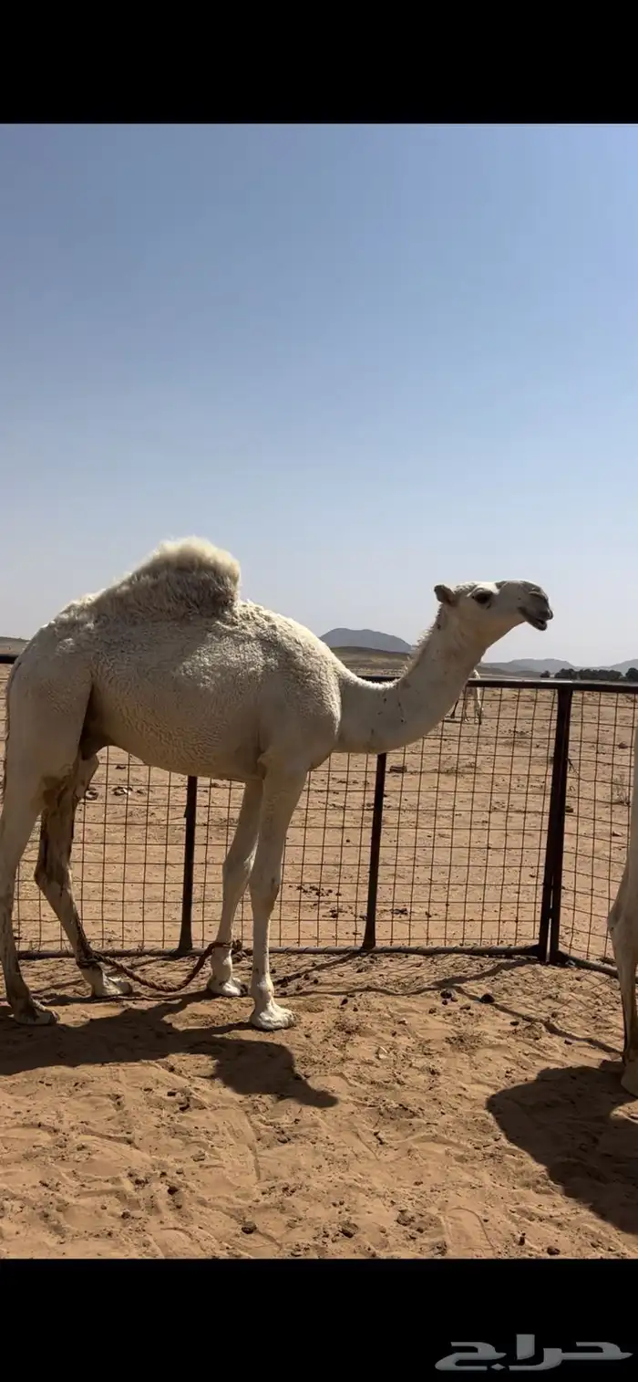 قعدان للبيع 1