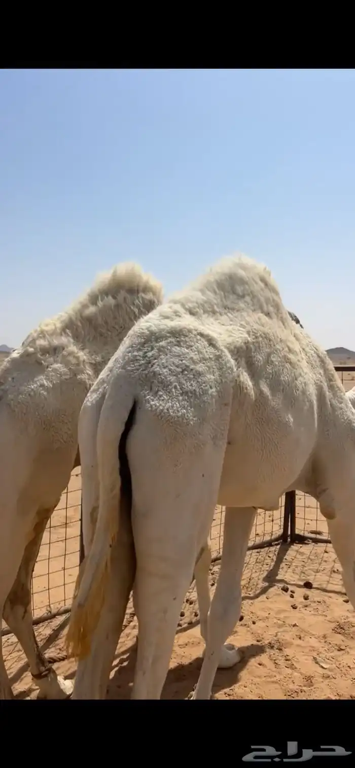 قعدان للبيع 0