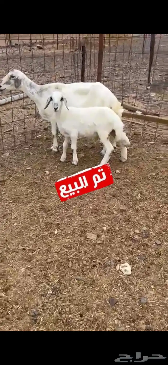جامع تحتها طلي 0