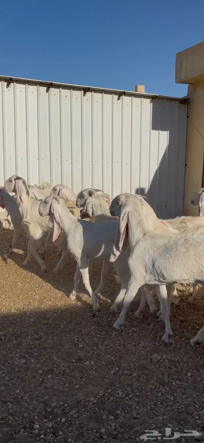 للبيع معزا طيب 0