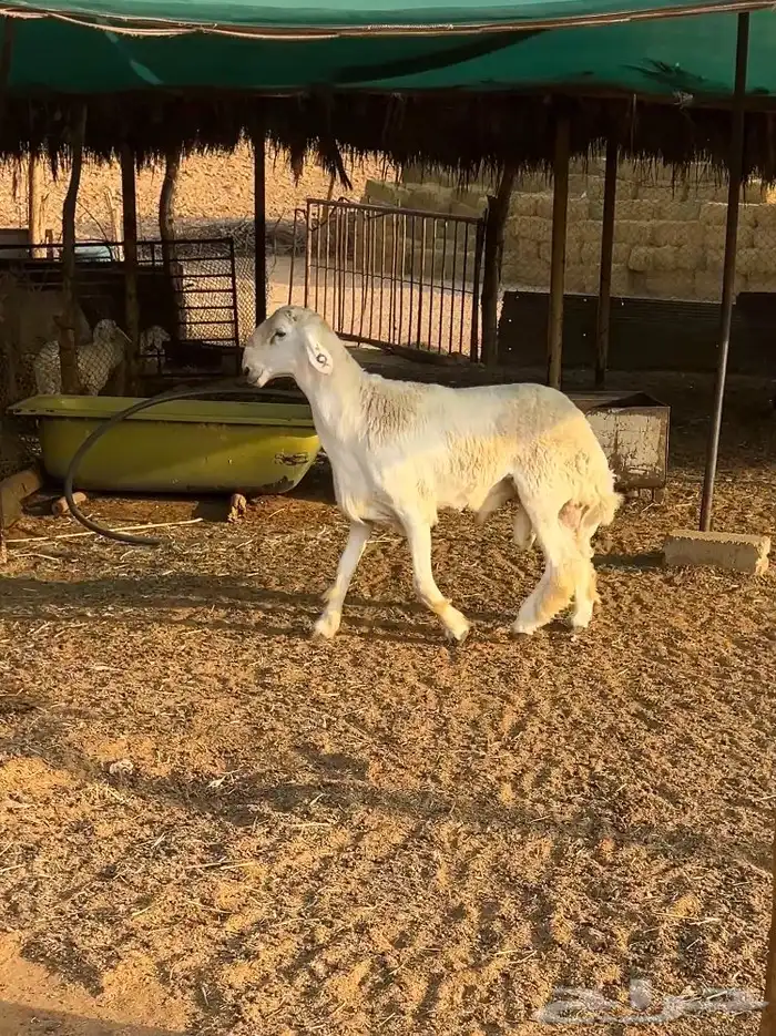 فحل حري ثني 2