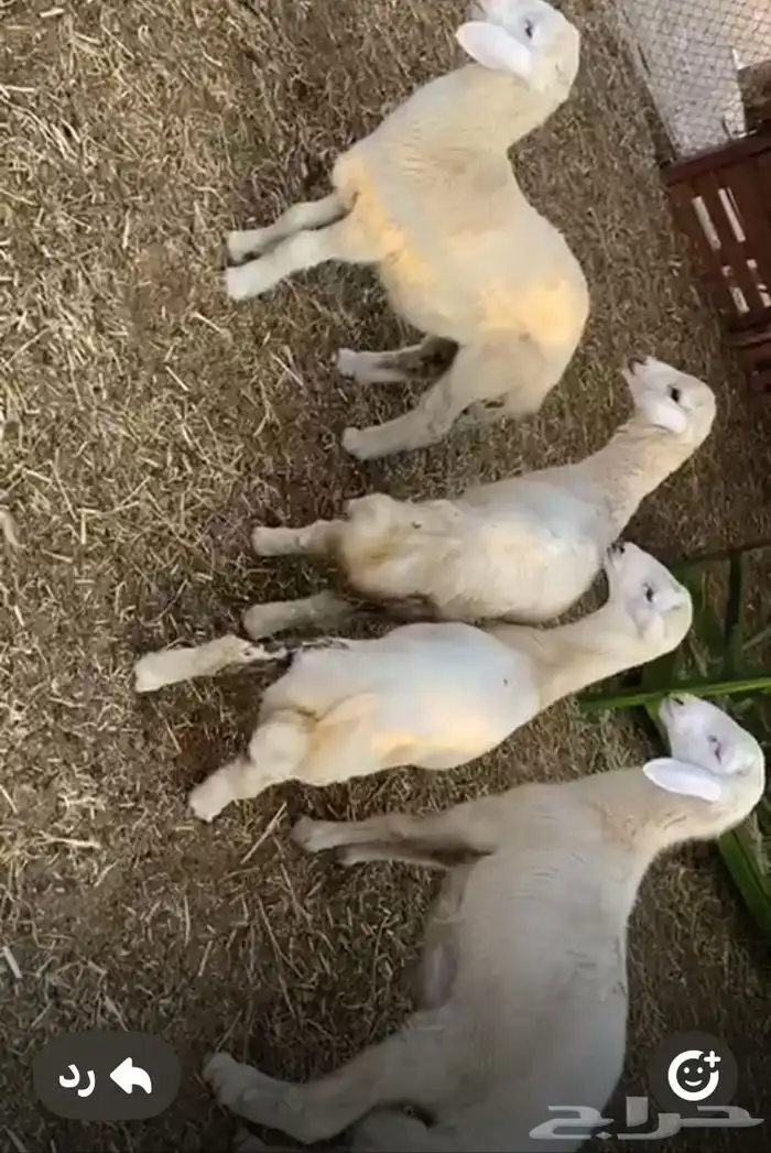 خرفان لباني سمينه 0