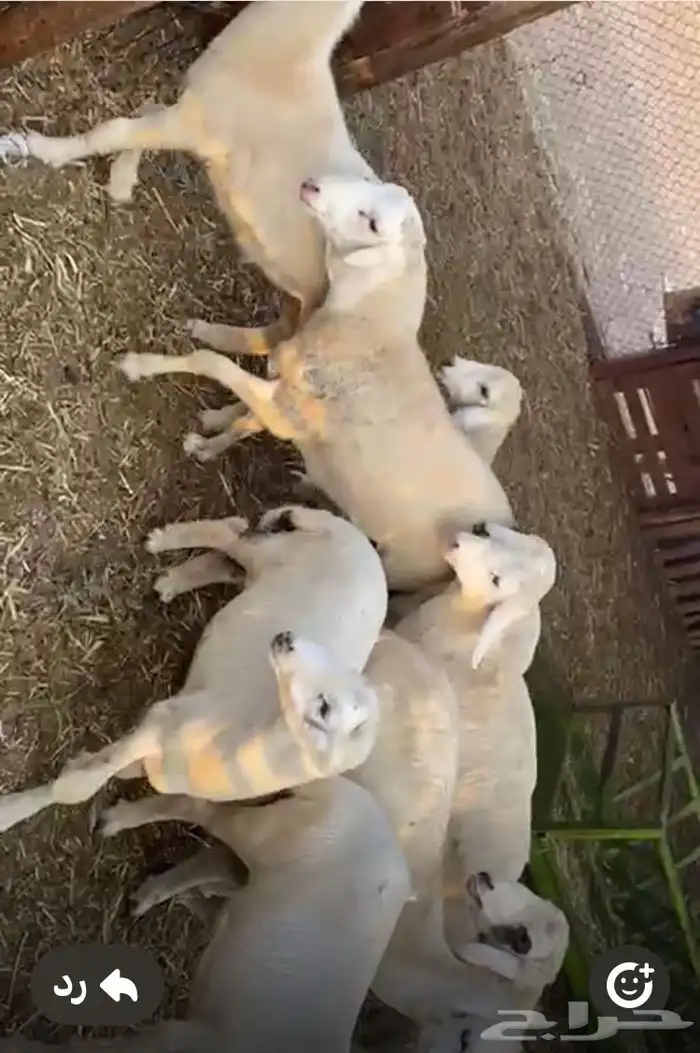 خرفان لباني سمينه 2