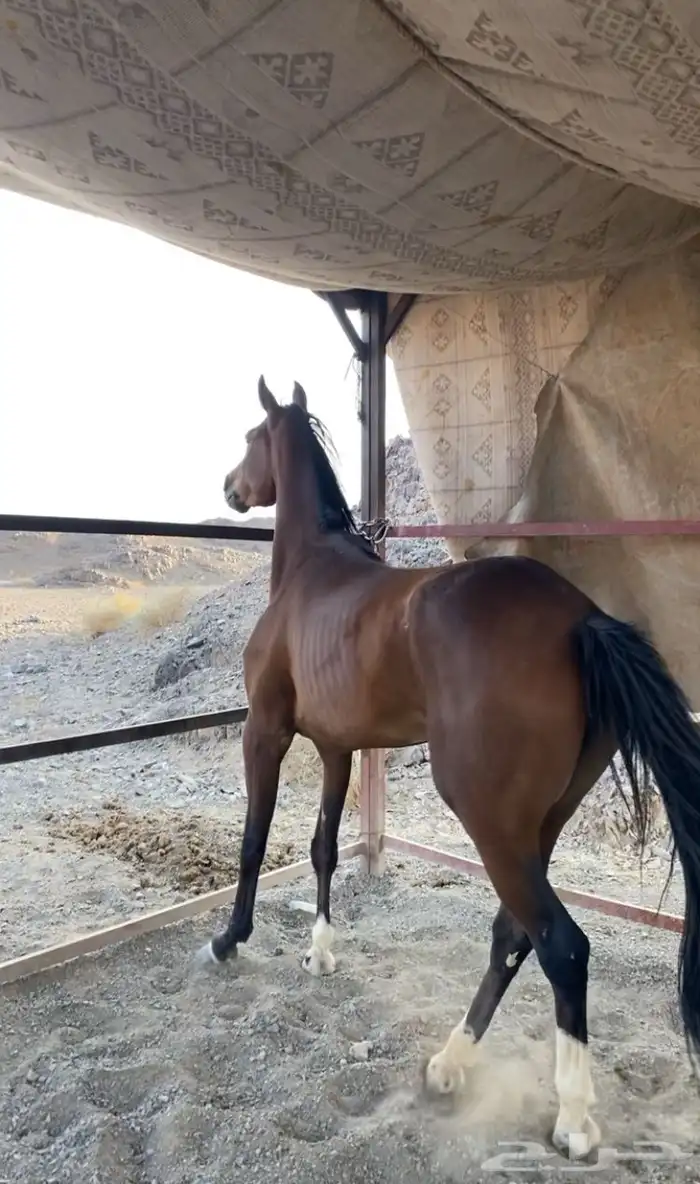 خيل 1