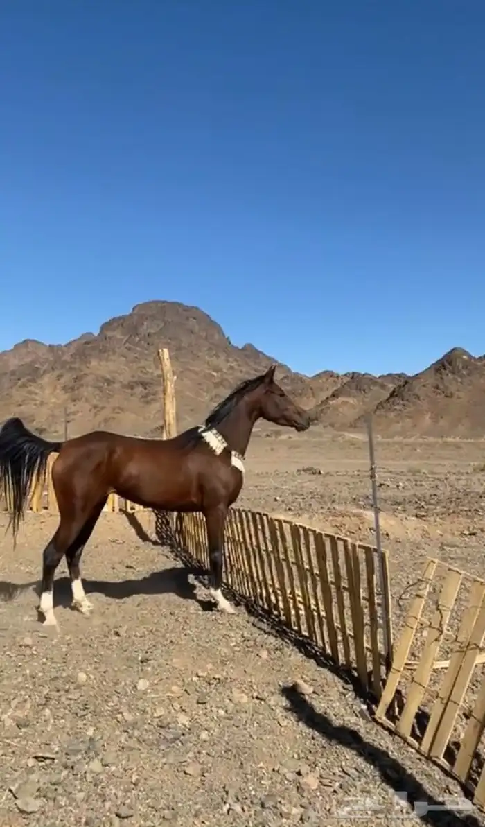 خيل 2
