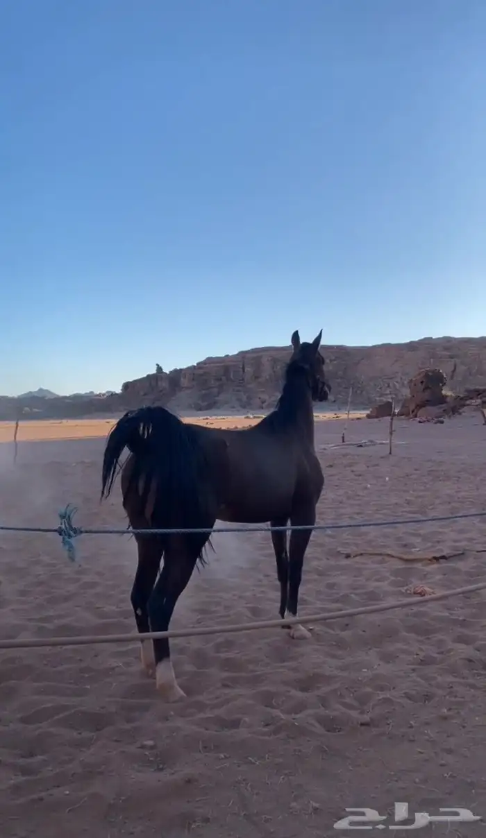 خيل 0