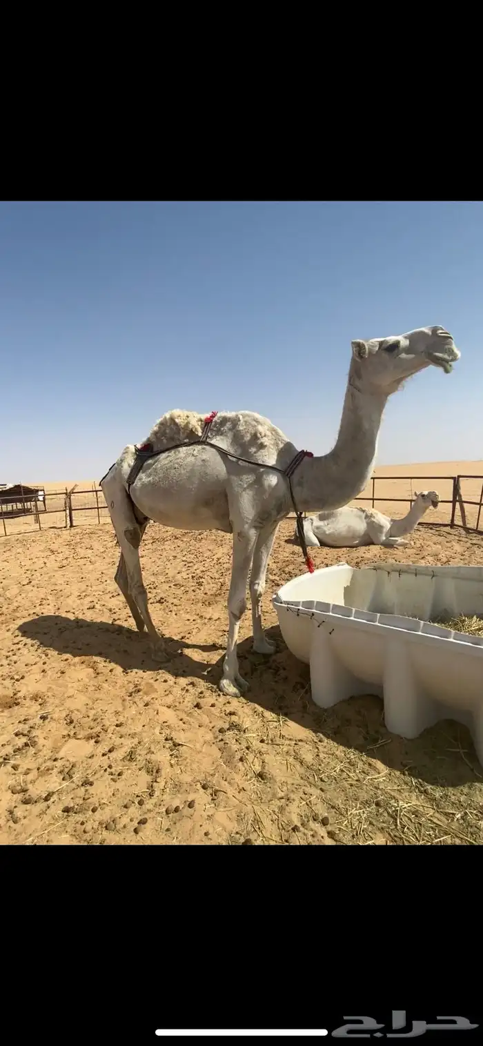 ناقة وضحا ضريبة 0