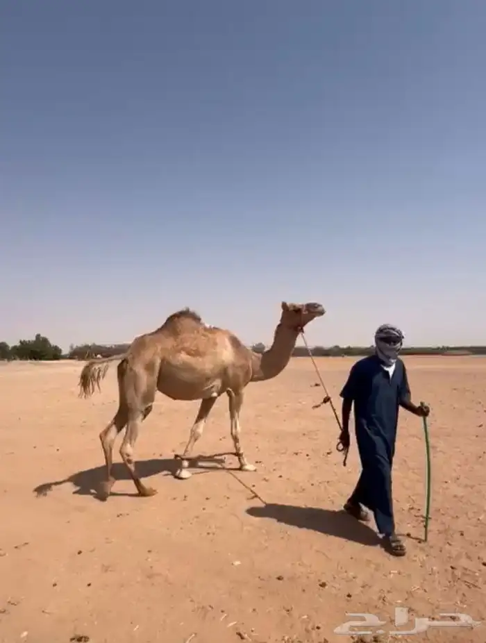 رحول طوع 0