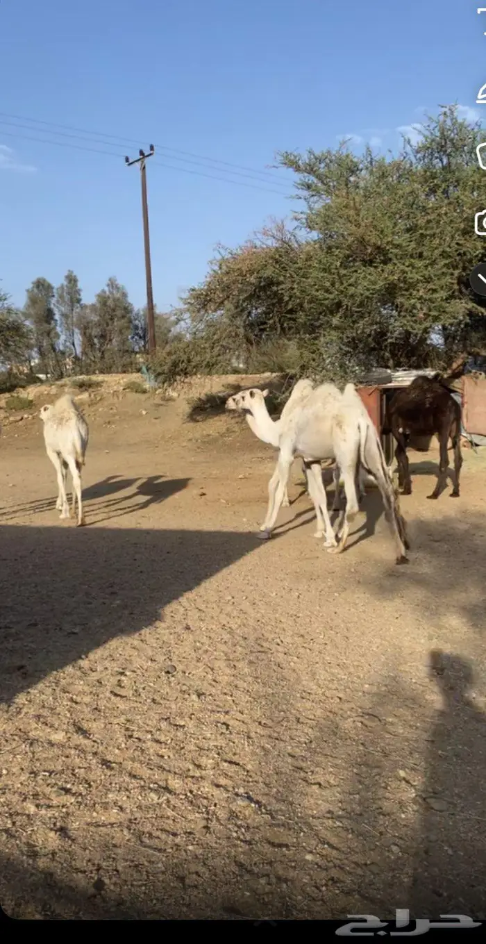 حشوان مناسبات 1