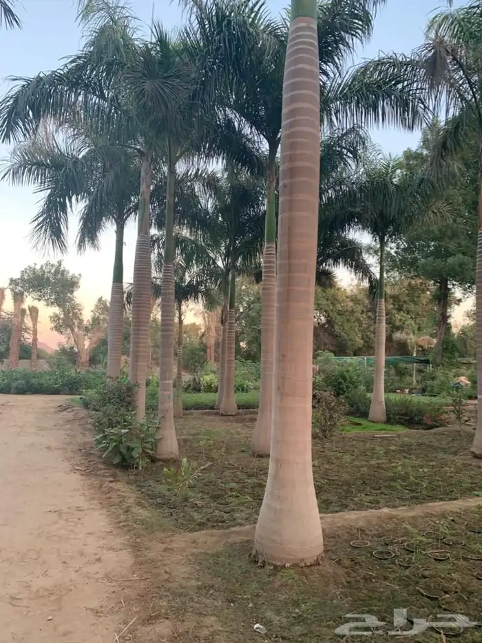 شجر زيون اشجار الزيتون 2