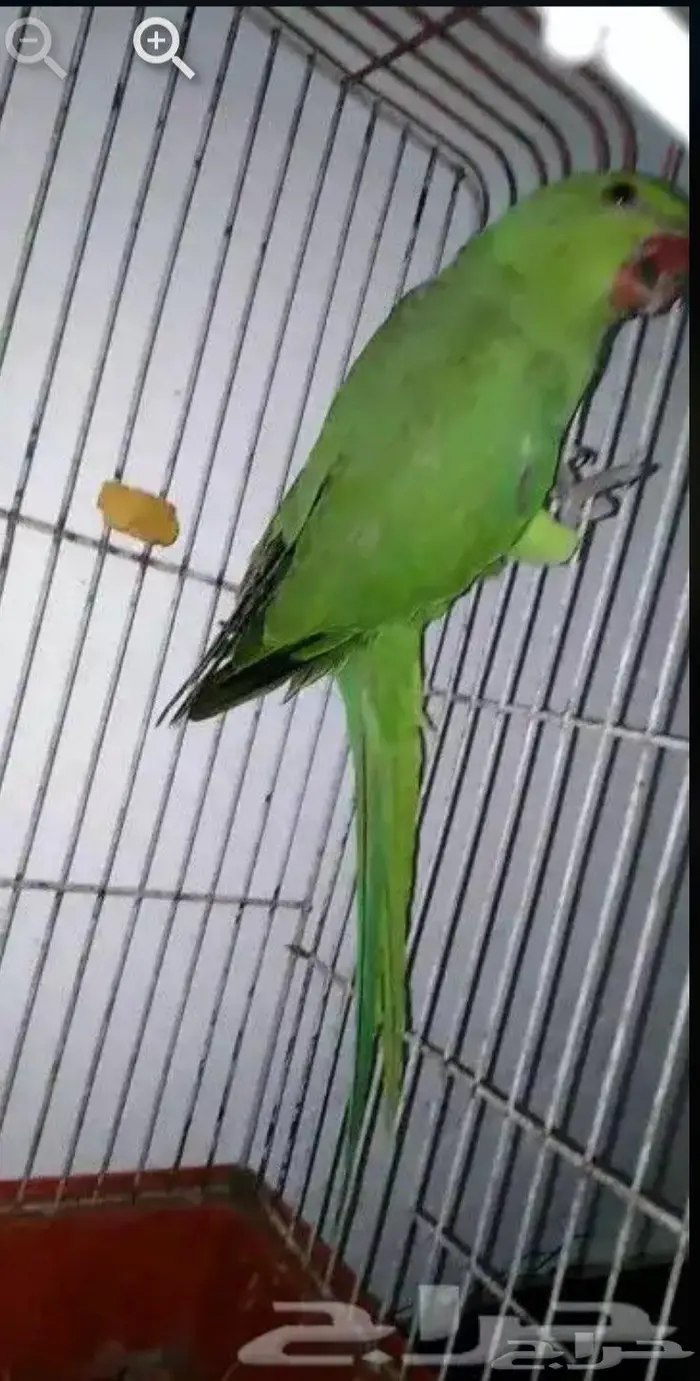 دره هندي للبيع 0