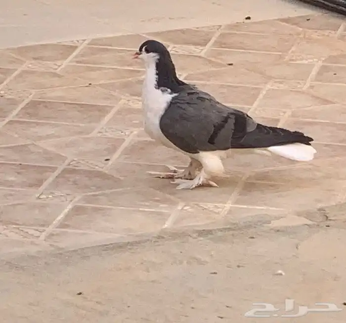 حمام شيرازي للبيع 3