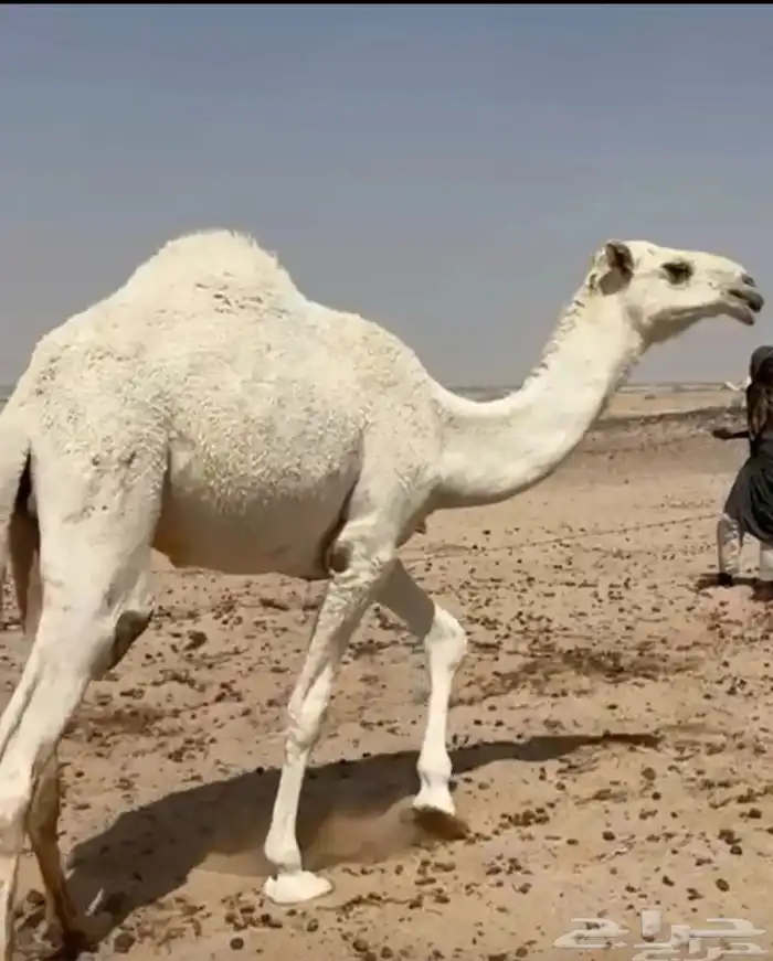 قعدان للبيع الحوميات 5