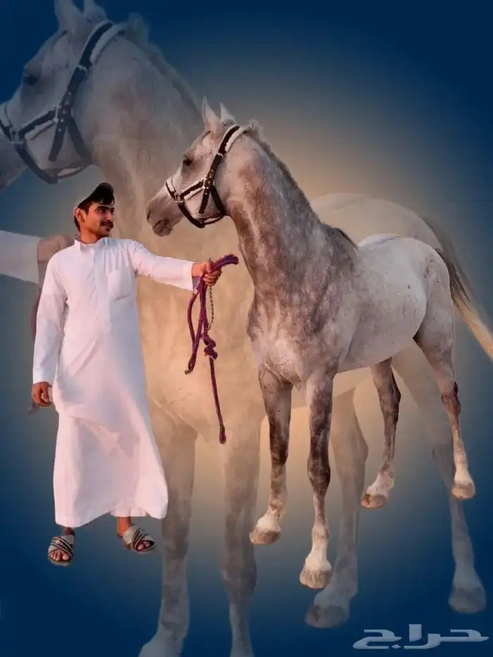 حصان شعبي 3