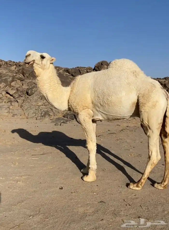 علياني للبيع 0