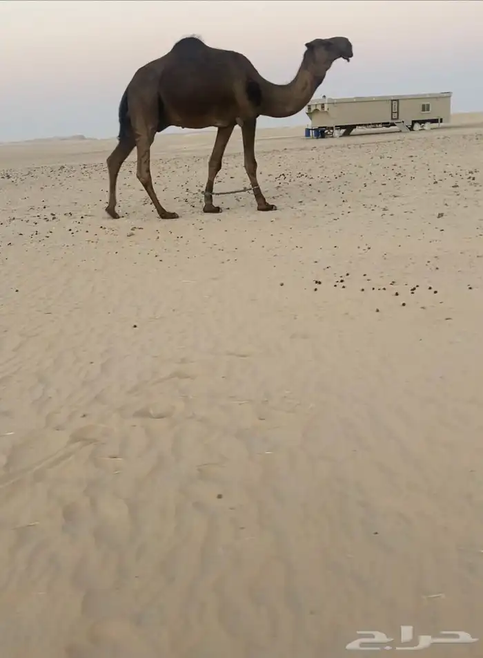للبيع فحل كفو ابو بكستاني ومه مجهم كفو من ابل المره 0