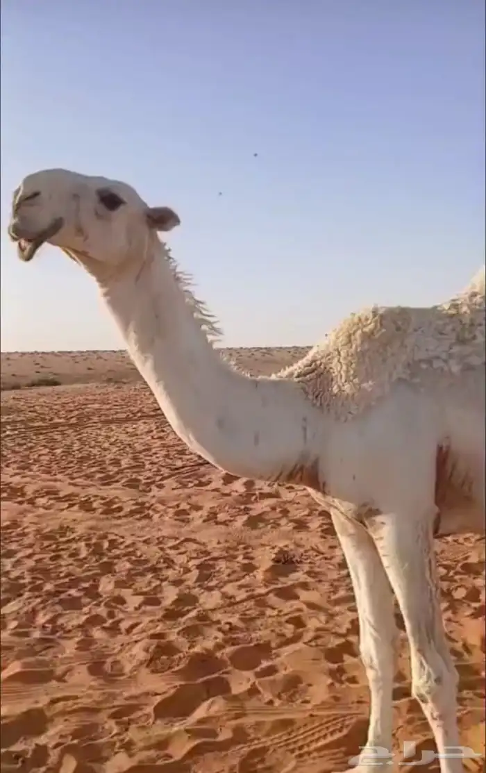 الابل قعود باتلي 0