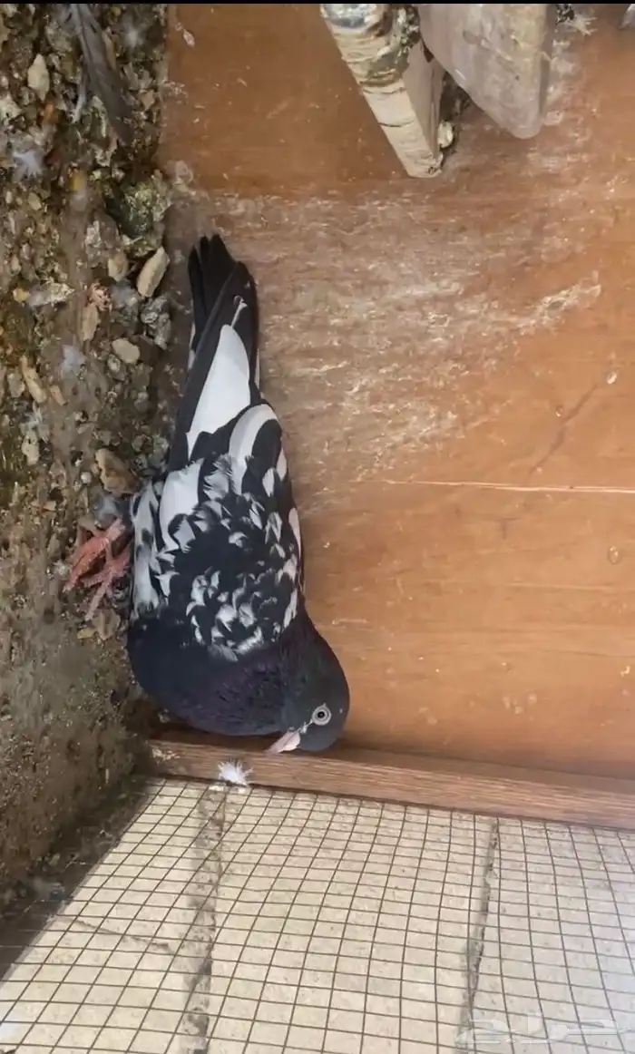 للبيع جوز تيدي 2