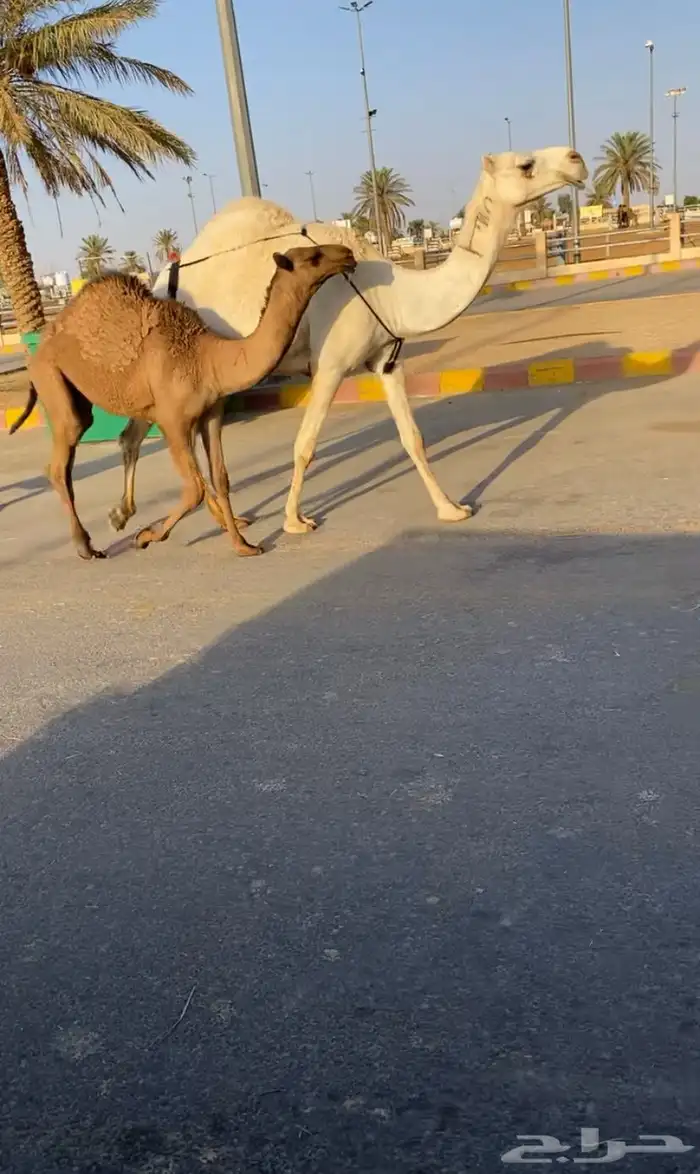 للبيع عشرا وضحا 1