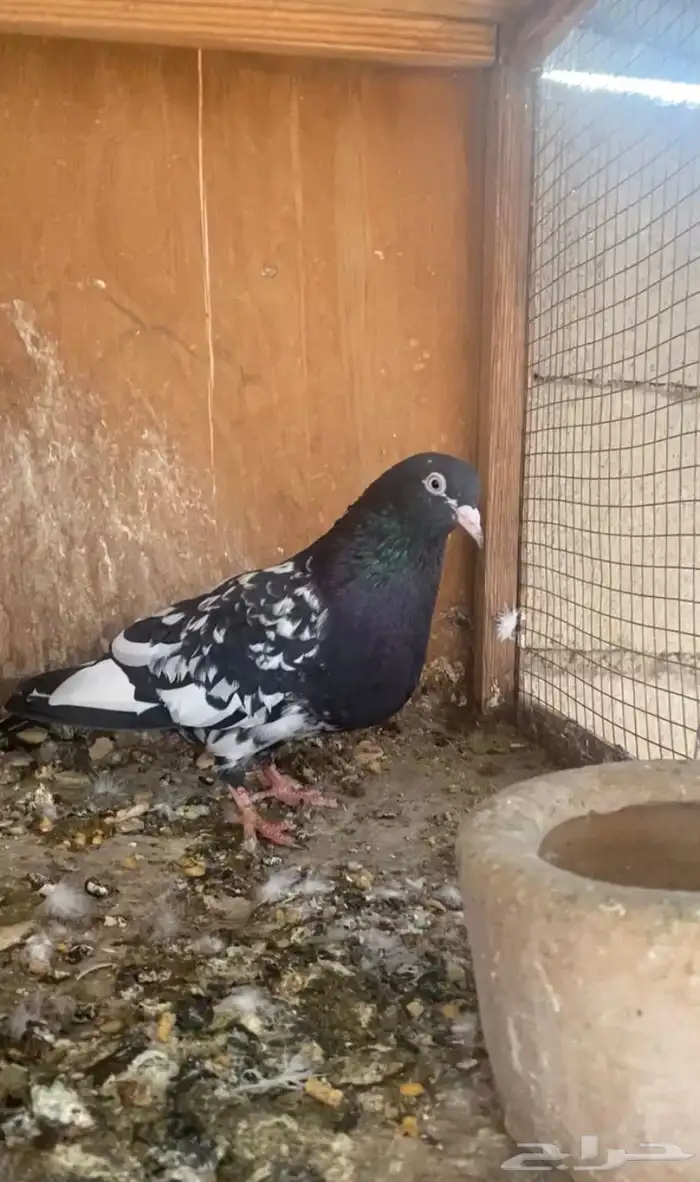 للبيع جوز تيدي 1