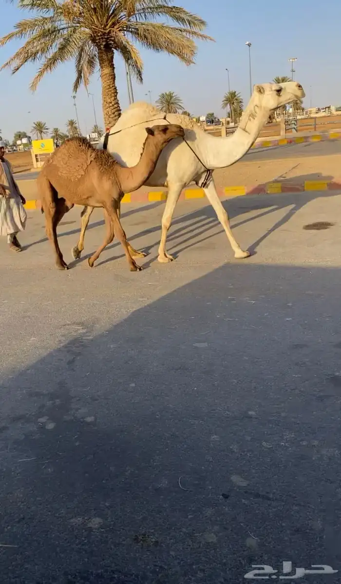 للبيع عشرا وضحا 0