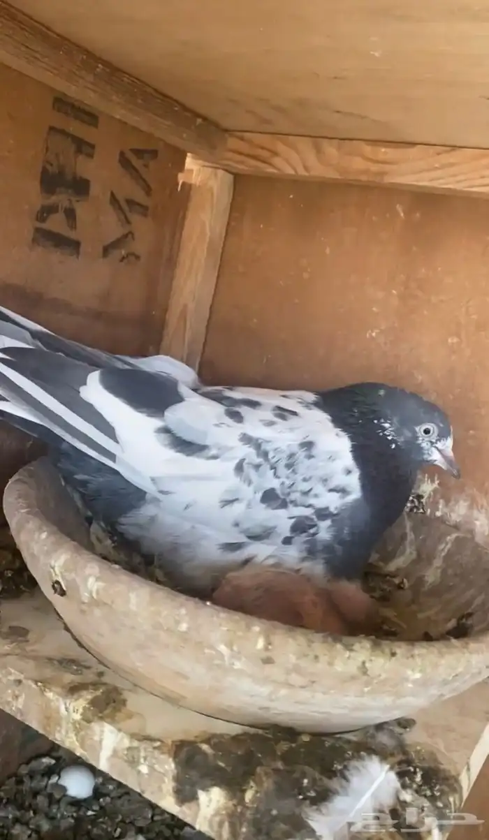 للبيع جوز تيدي 0