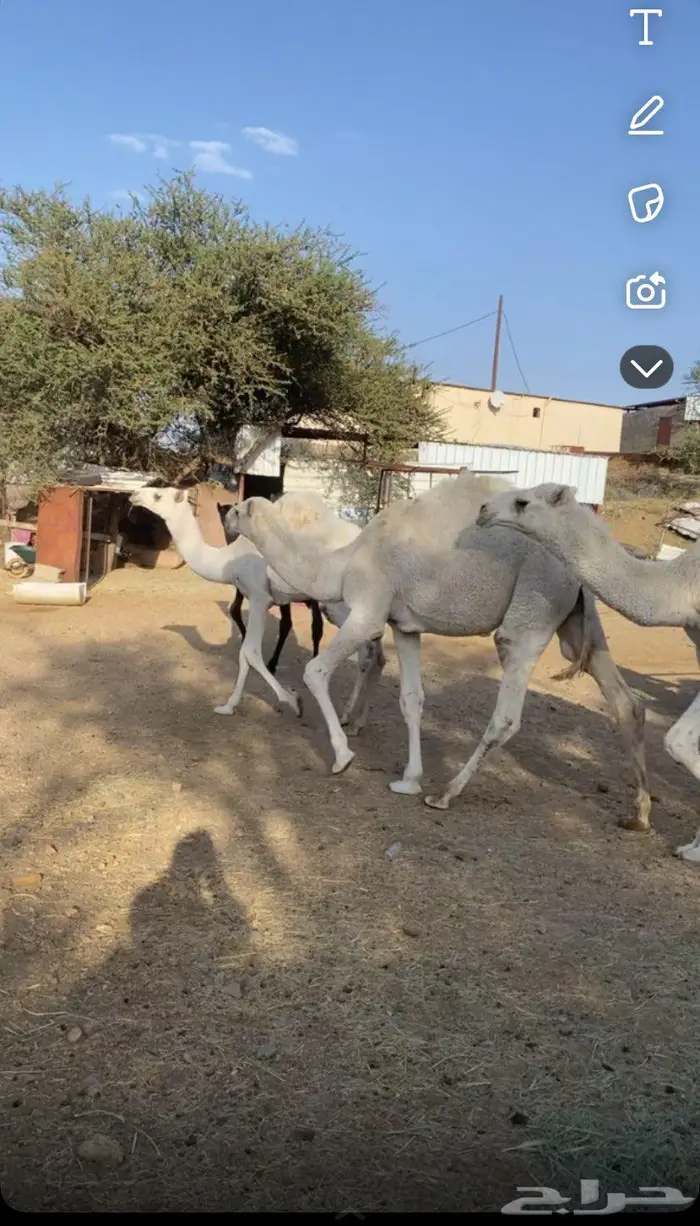 حشوان مناسبات 0