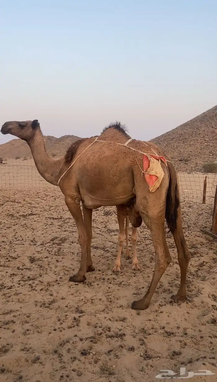 خلفه تحتها قعود 0