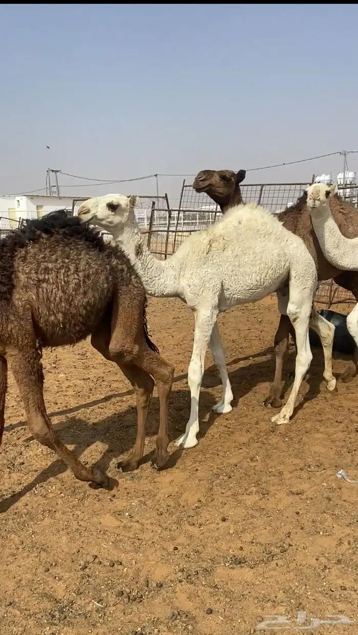 قعدان للبيع 0