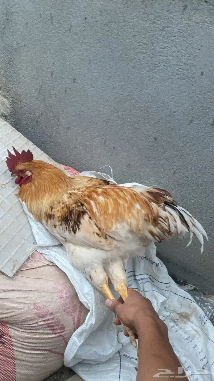 ديوك 1