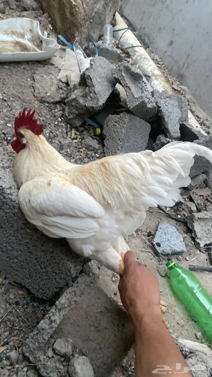 ديوك 0