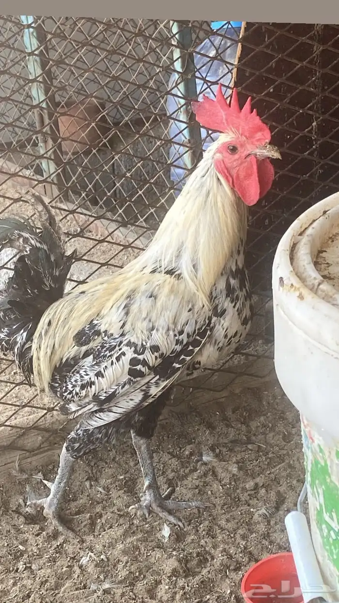دجاج فيومي شبابي بالجمله الحبه 30 0