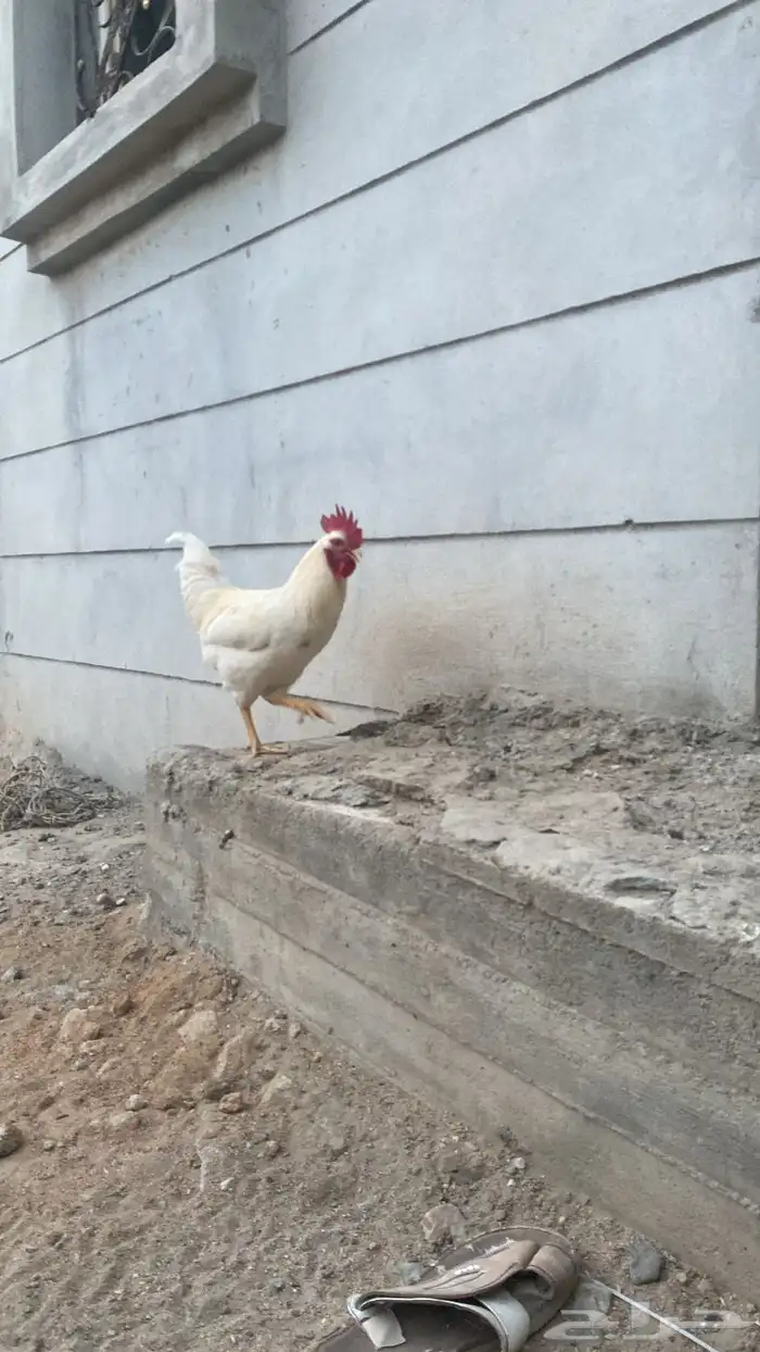 ديوك 3