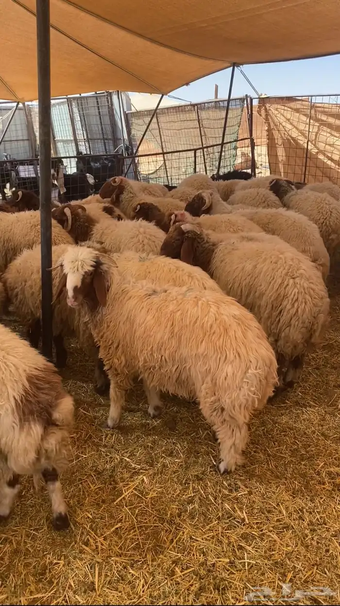 حري فاخر و نعيم وتيوس و سواكن مربها 6