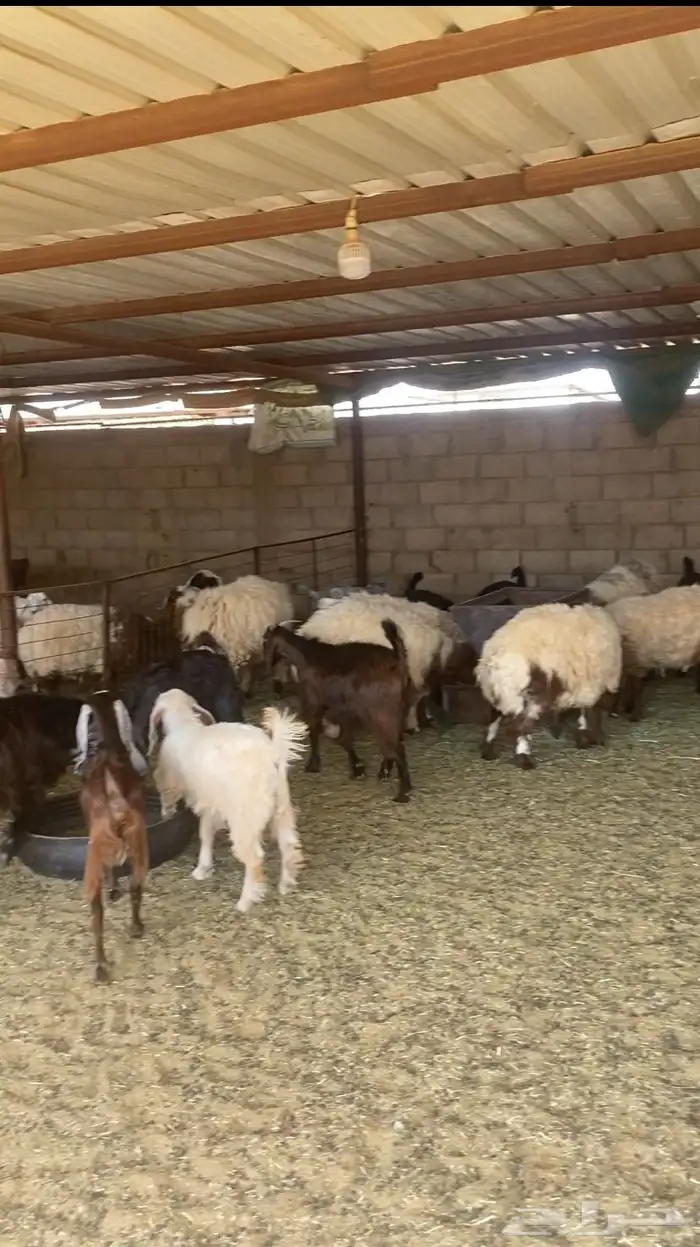 حري فاخر و نعيم وتيوس و سواكن مربها 0