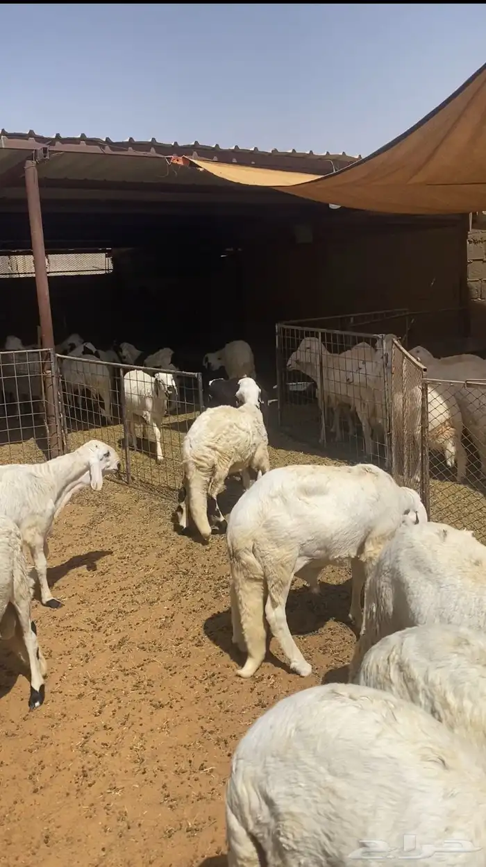 حري فاخر و نعيم وتيوس و سواكن مربها 2