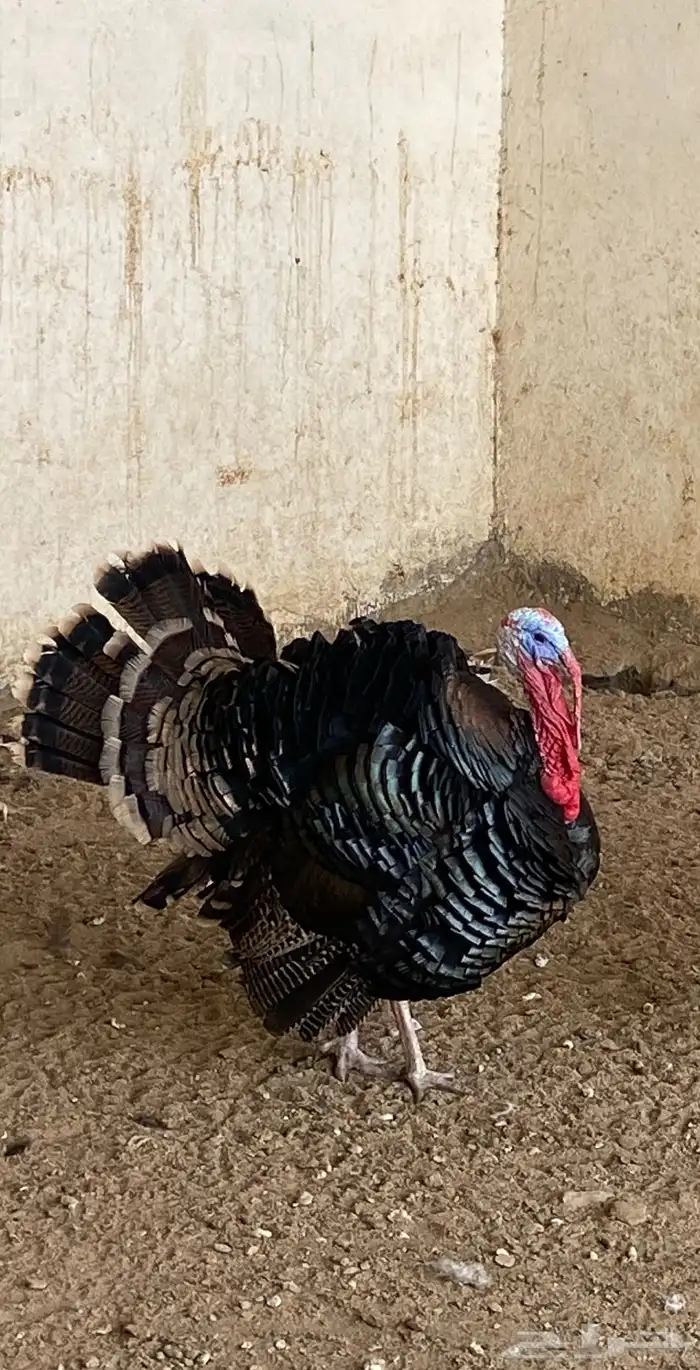 طقم دجاج رومي 5