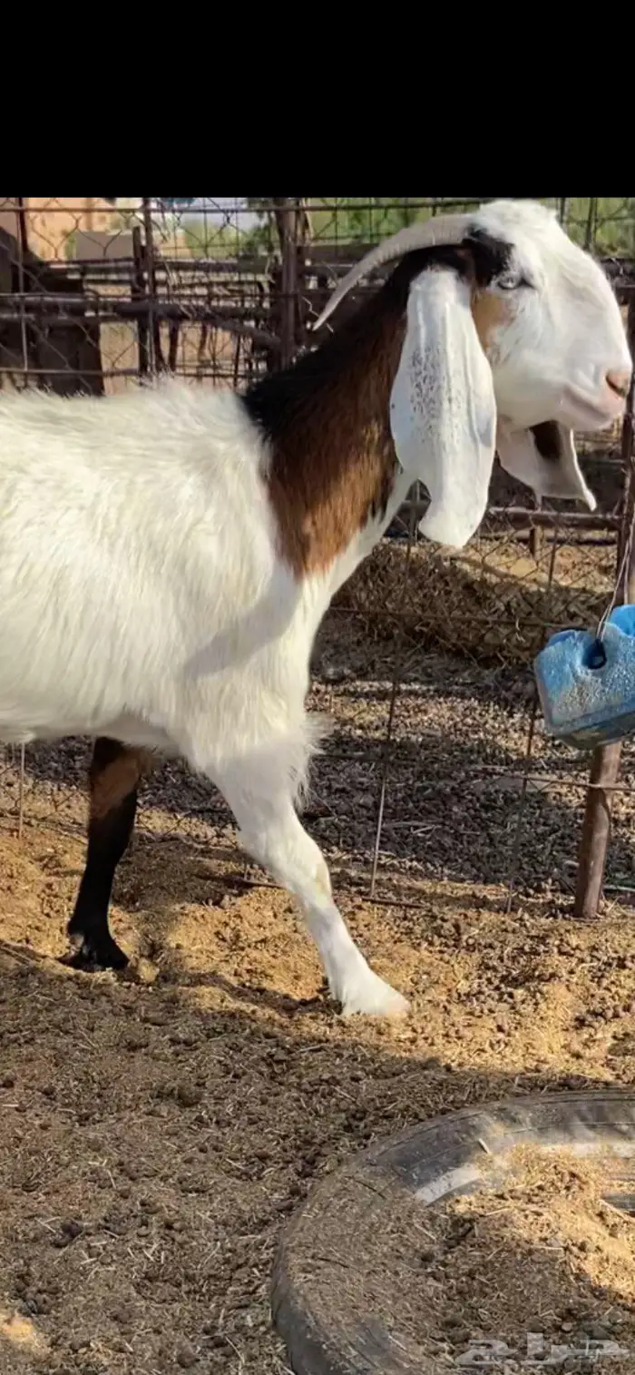 عنز حليب مشروكه طيبه ونعجة حرية 0