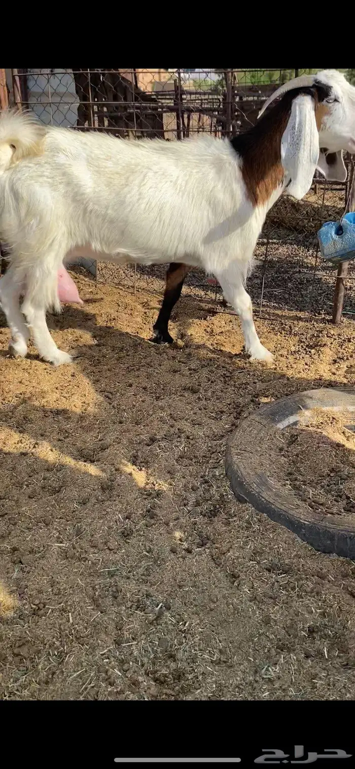 عنز حليب مشروكه طيبه ونعجة حرية 3
