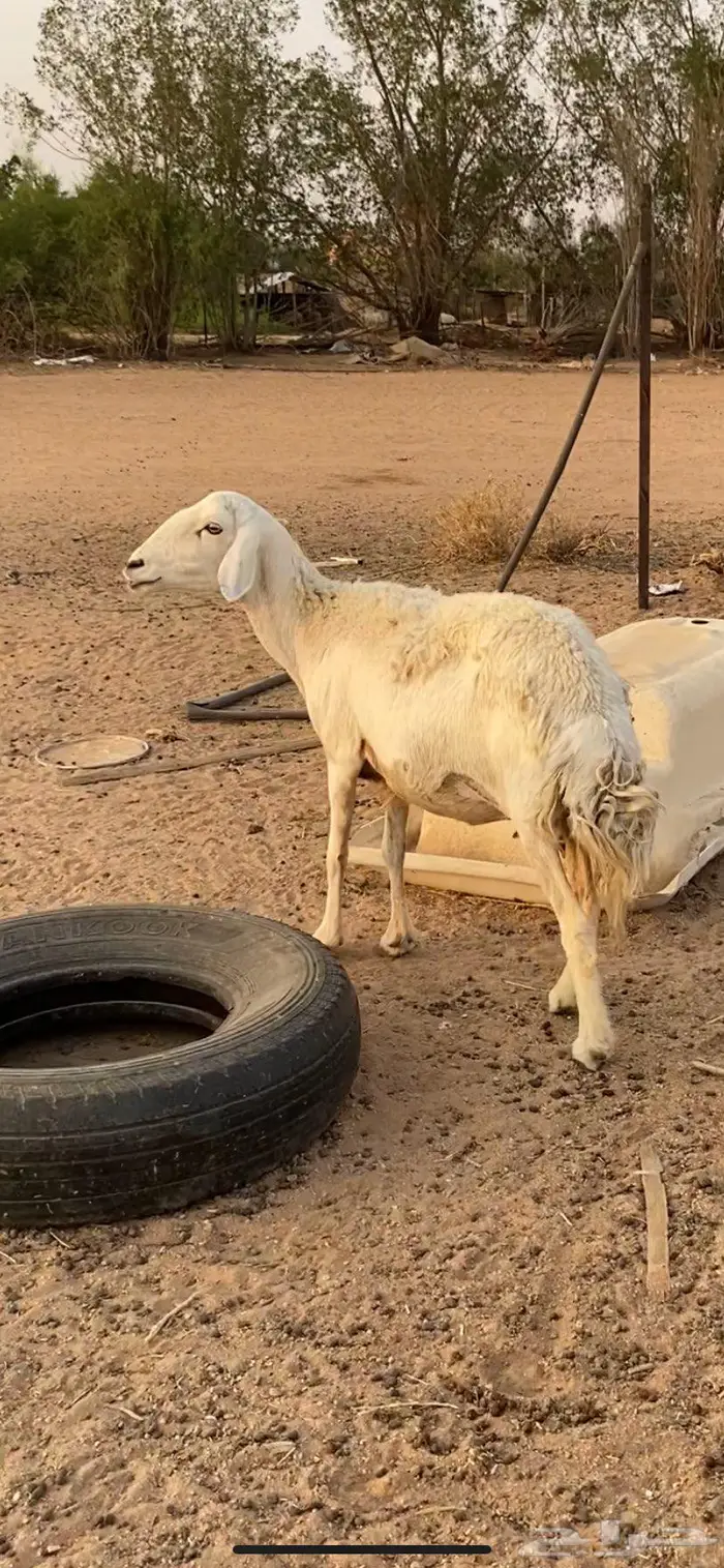 عنز حليب مشروكه طيبه ونعجة حرية 5