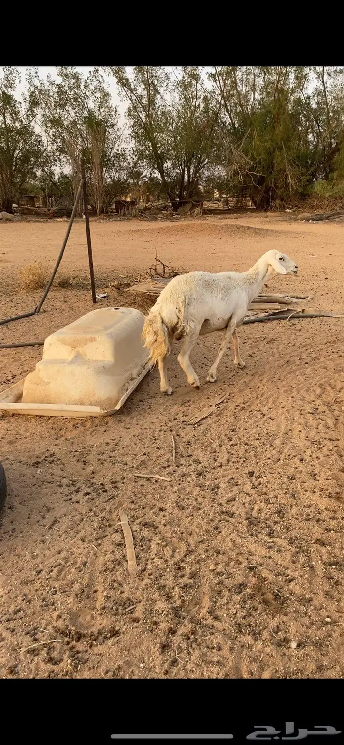 عنز حليب مشروكه طيبه ونعجة حرية 4