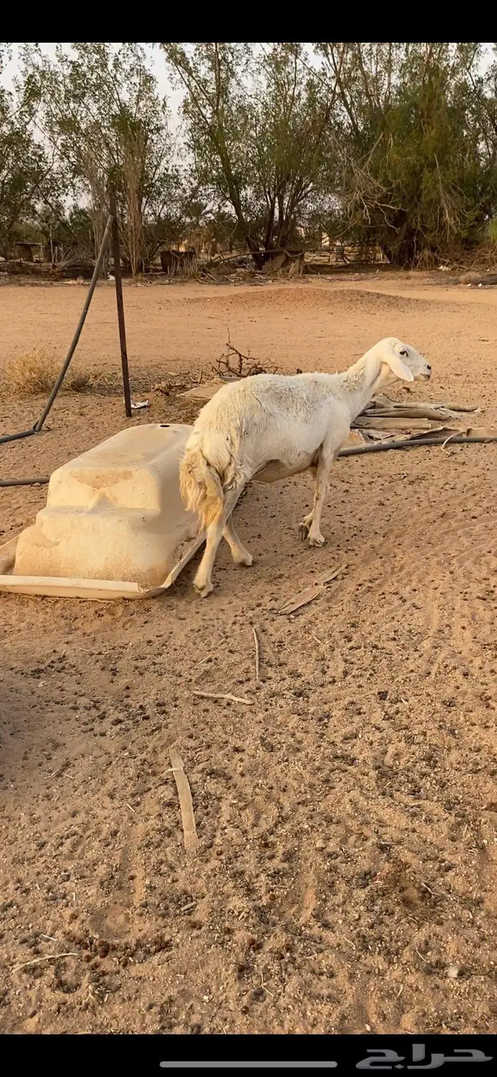 عنز حليب مشروكه طيبه ونعجة حرية 6