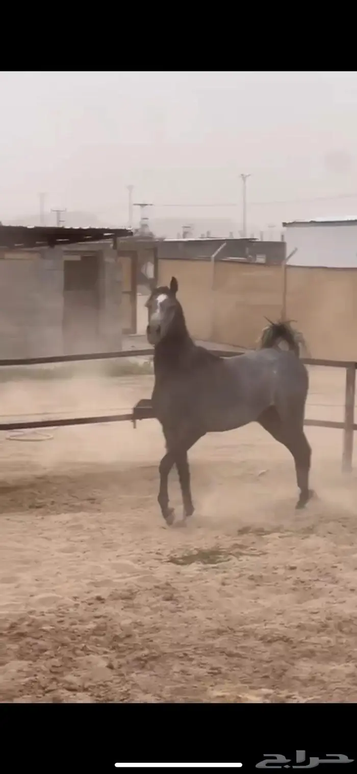 حصان شعبي شيخ 0